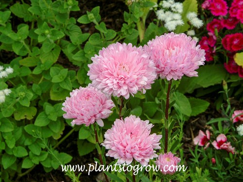 Pink Tower Chinese Aster (Callistephus chinensis)